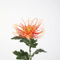 Spider Mum Stem