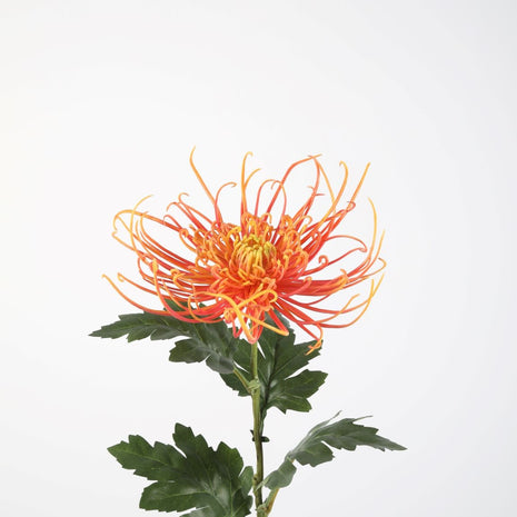 Spider Mum Stem