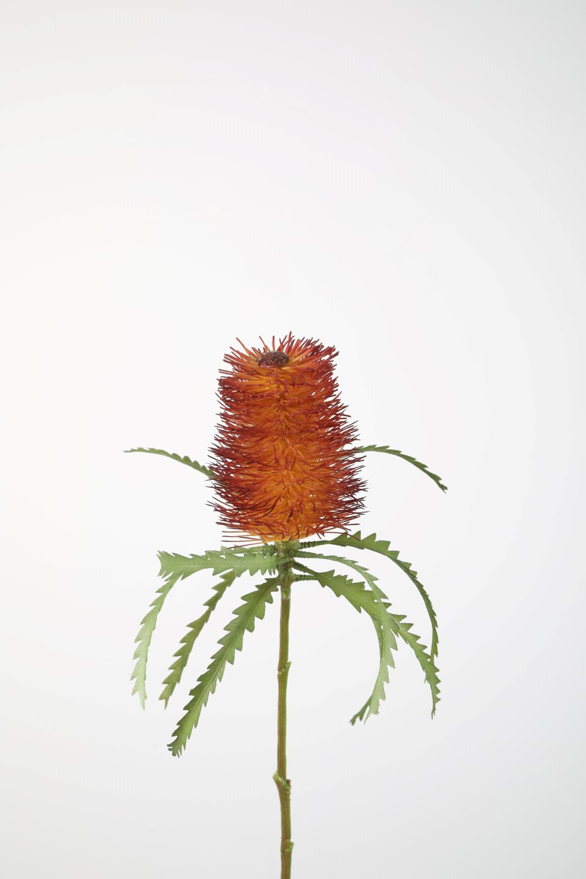 Banksia Stem