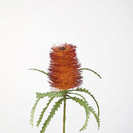 Banksia Stem