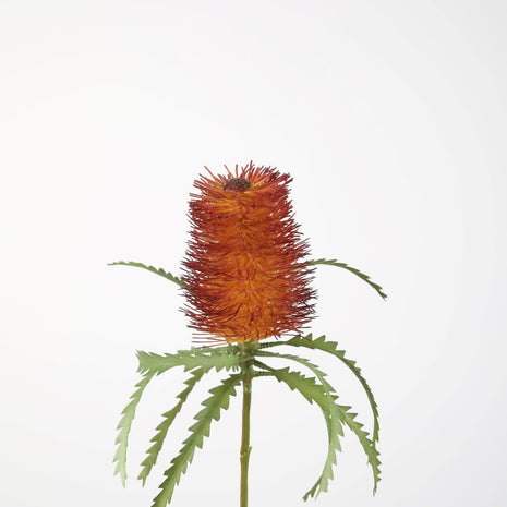 Banksia Stem