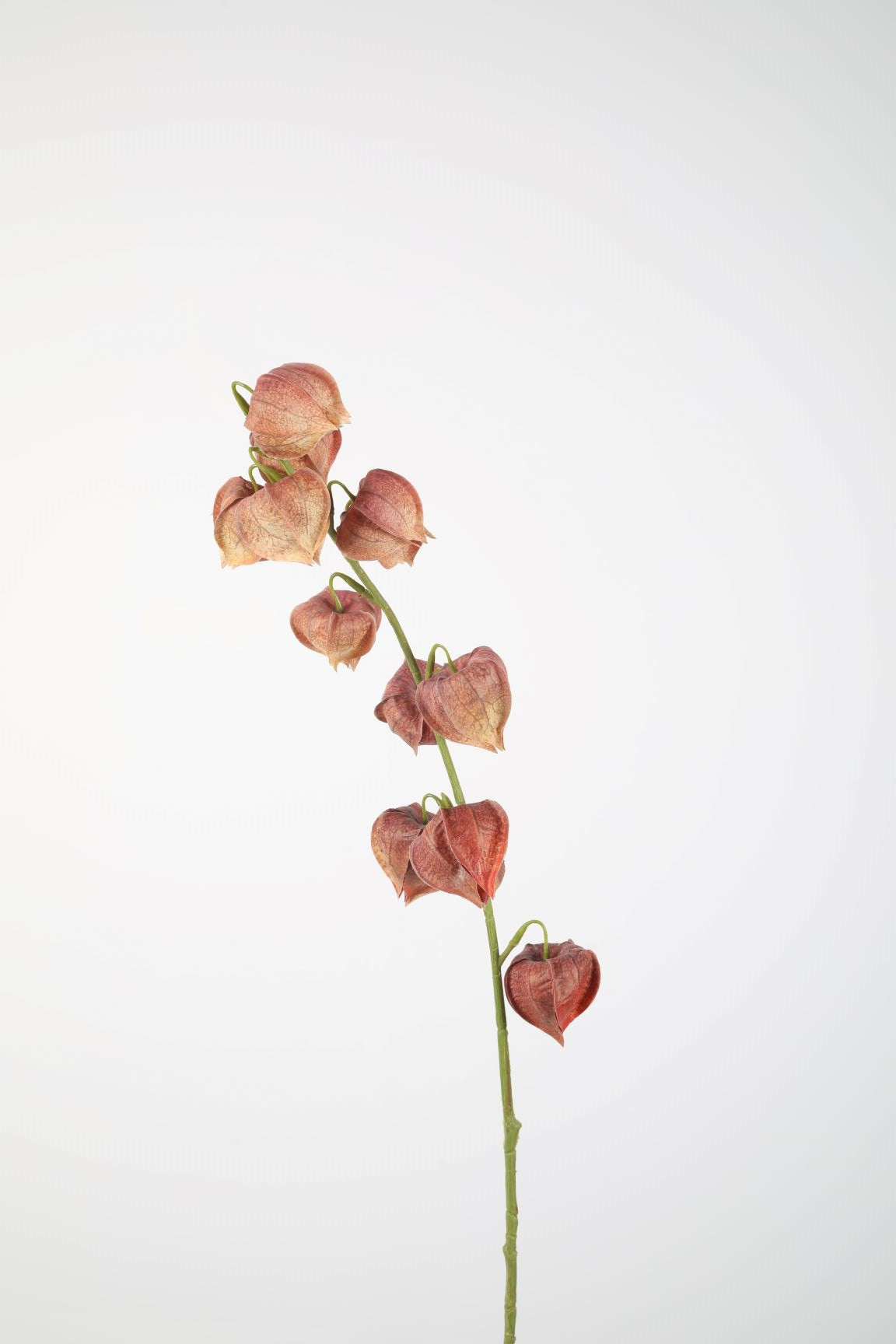Physalis Spray