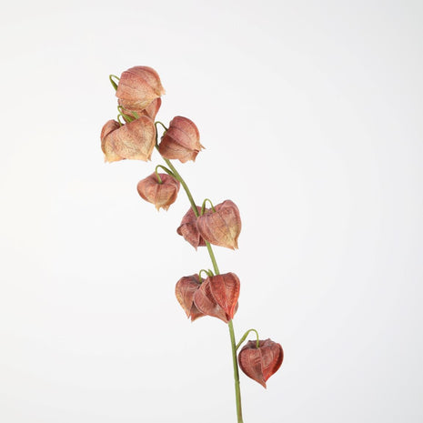 Physalis Spray