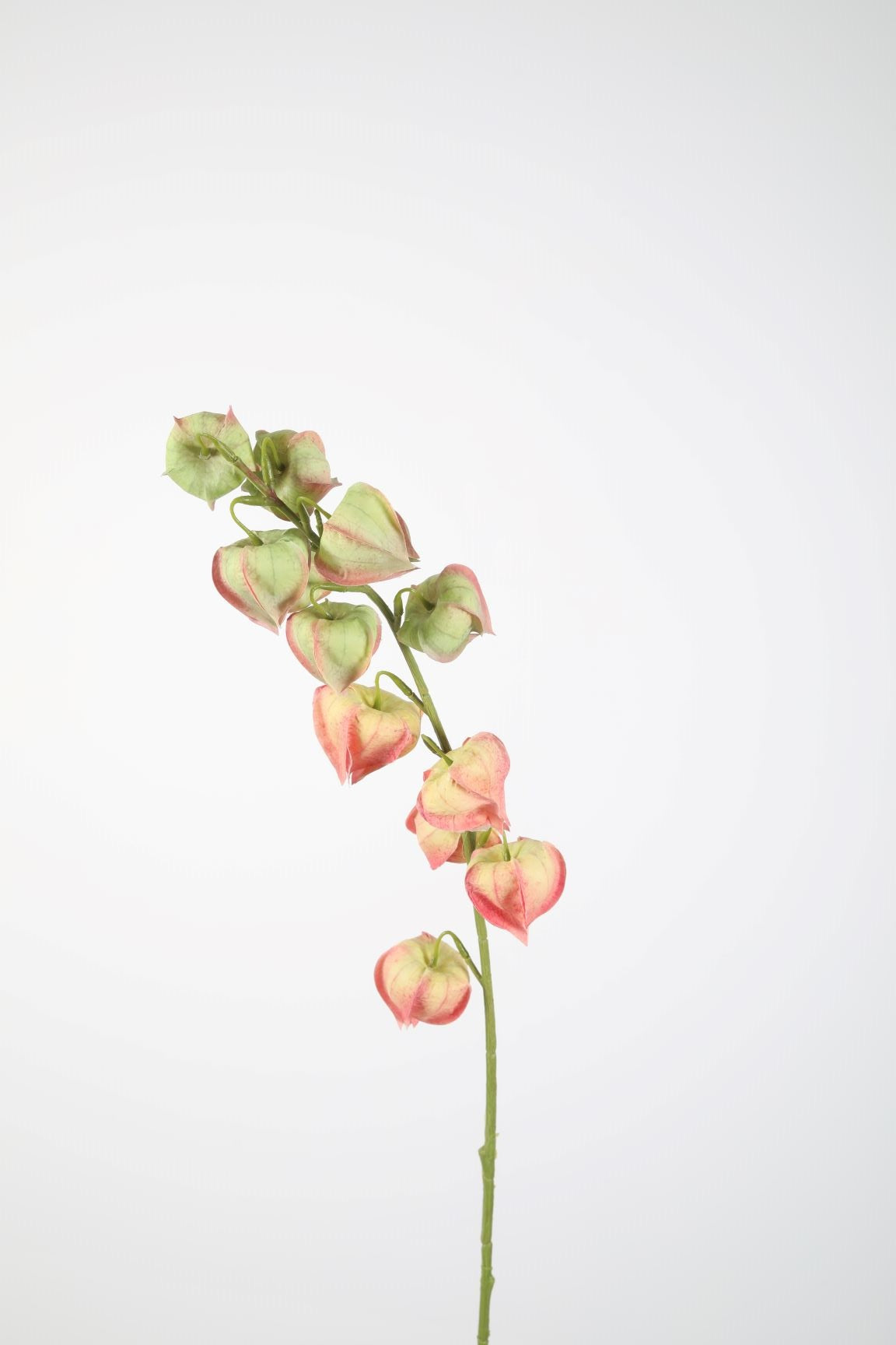Physalis Spray