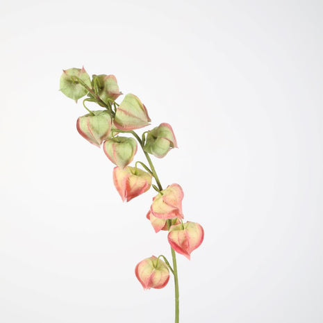 Physalis Spray