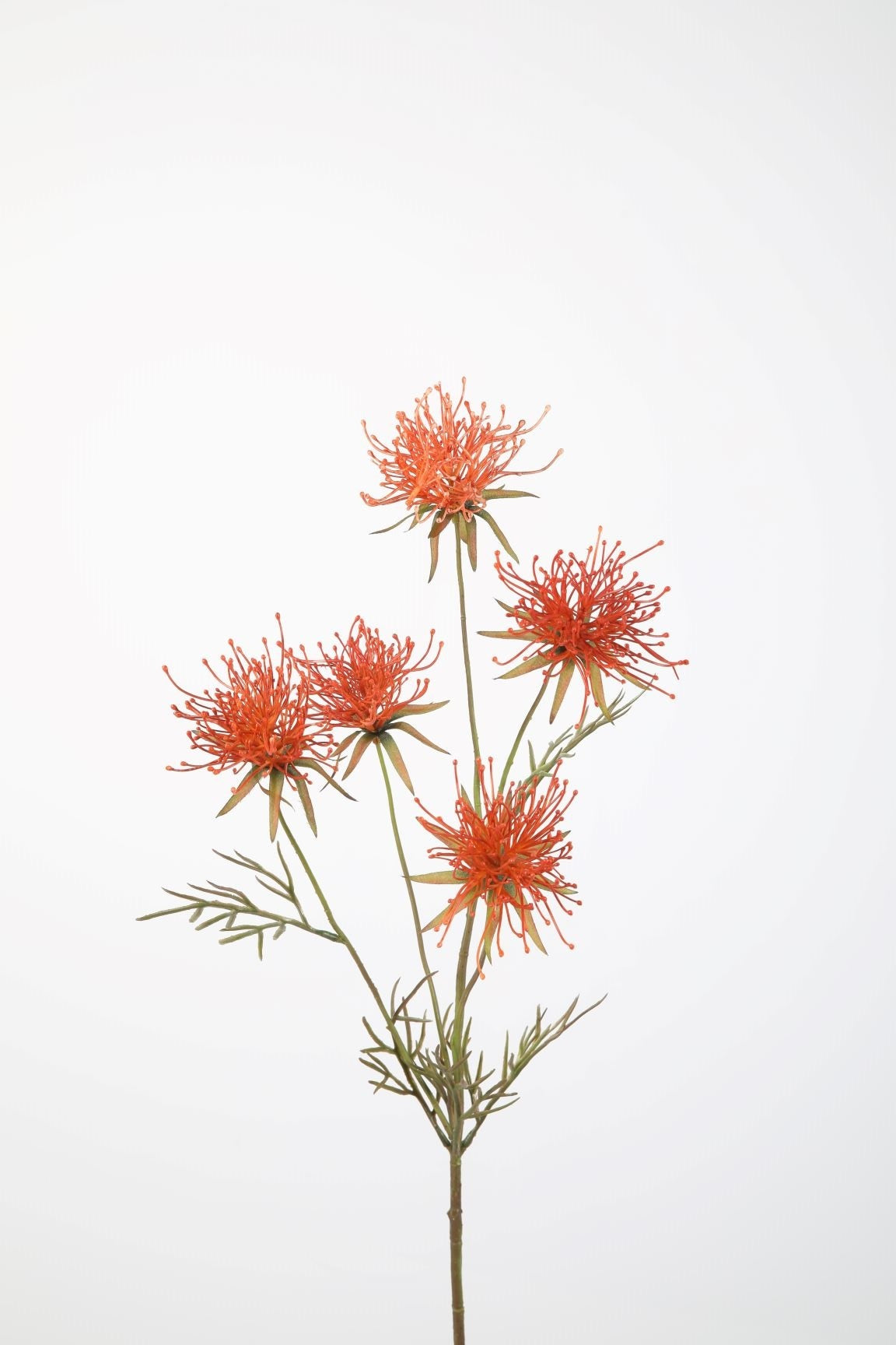 Grevillea Spray