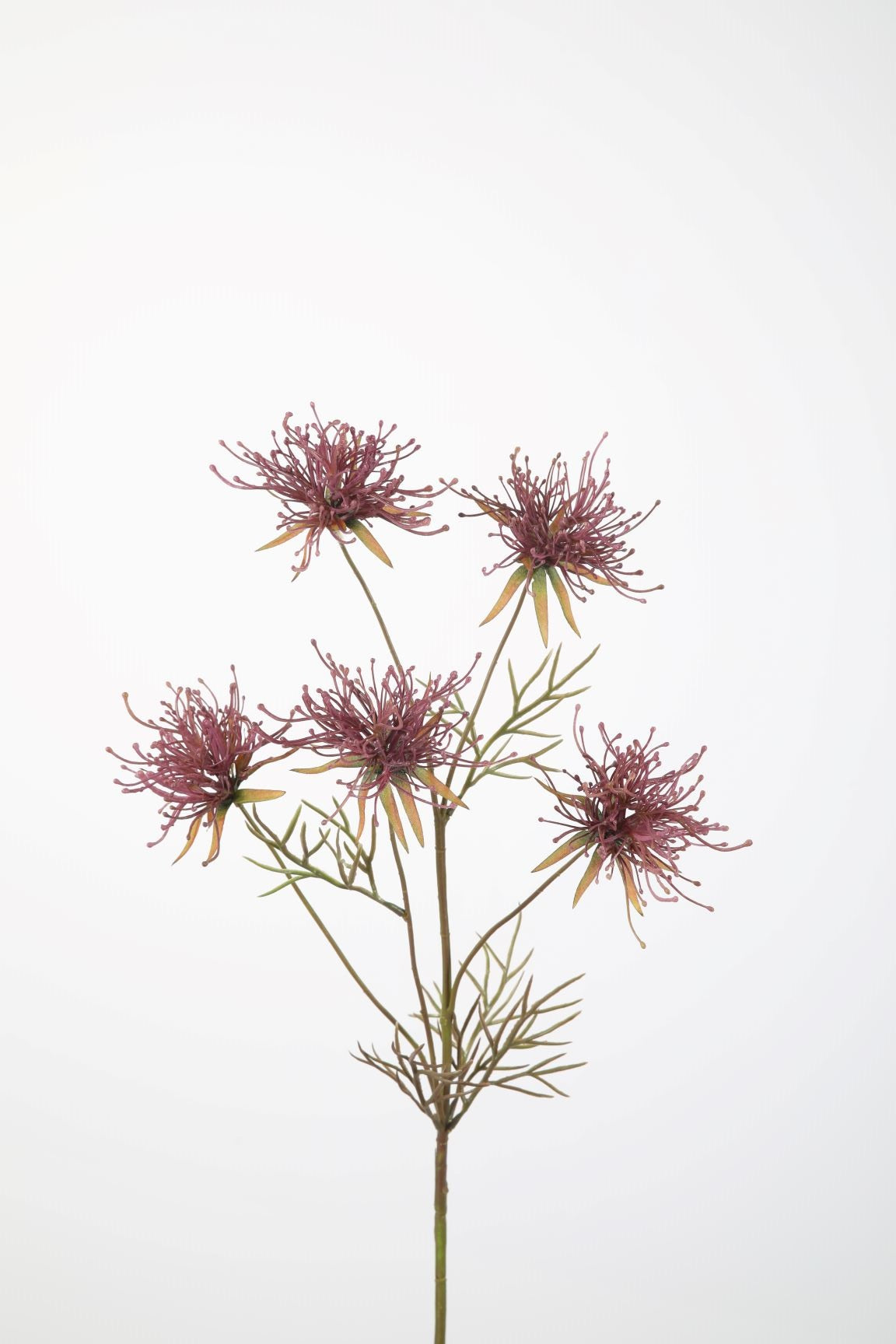 Grevillea Spray
