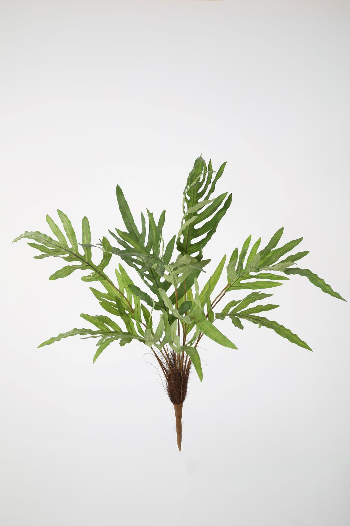 Phlebodium Bush