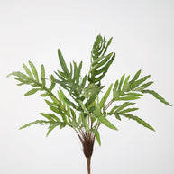 Phlebodium Bush