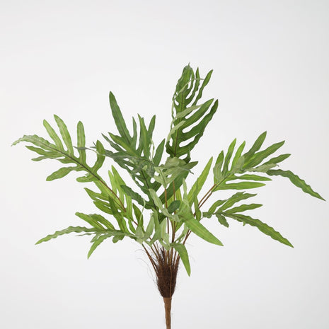Phlebodium Bush