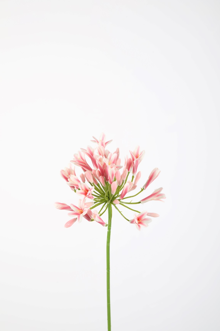 Agapanthus