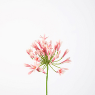 Agapanthus