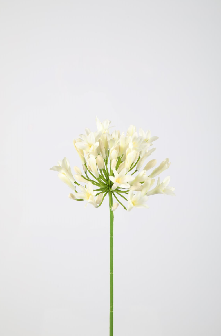 Agapanthus