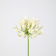 Agapanthus