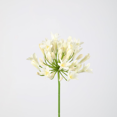 Agapanthus