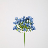 Agapanthus