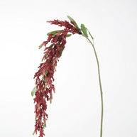 Amaranthus Stem 142cm