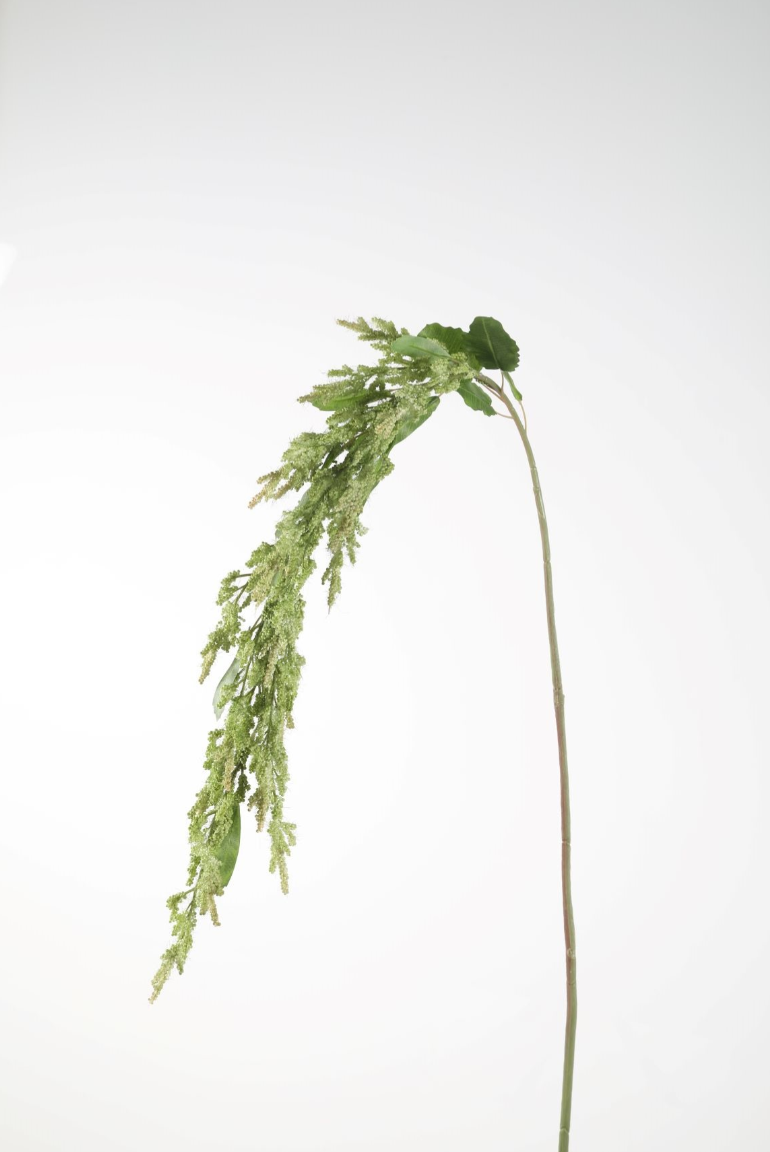 Amaranthus Stem 142cm