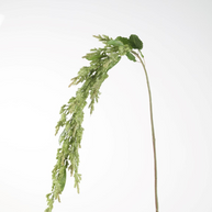 Amaranthus Stem 142cm
