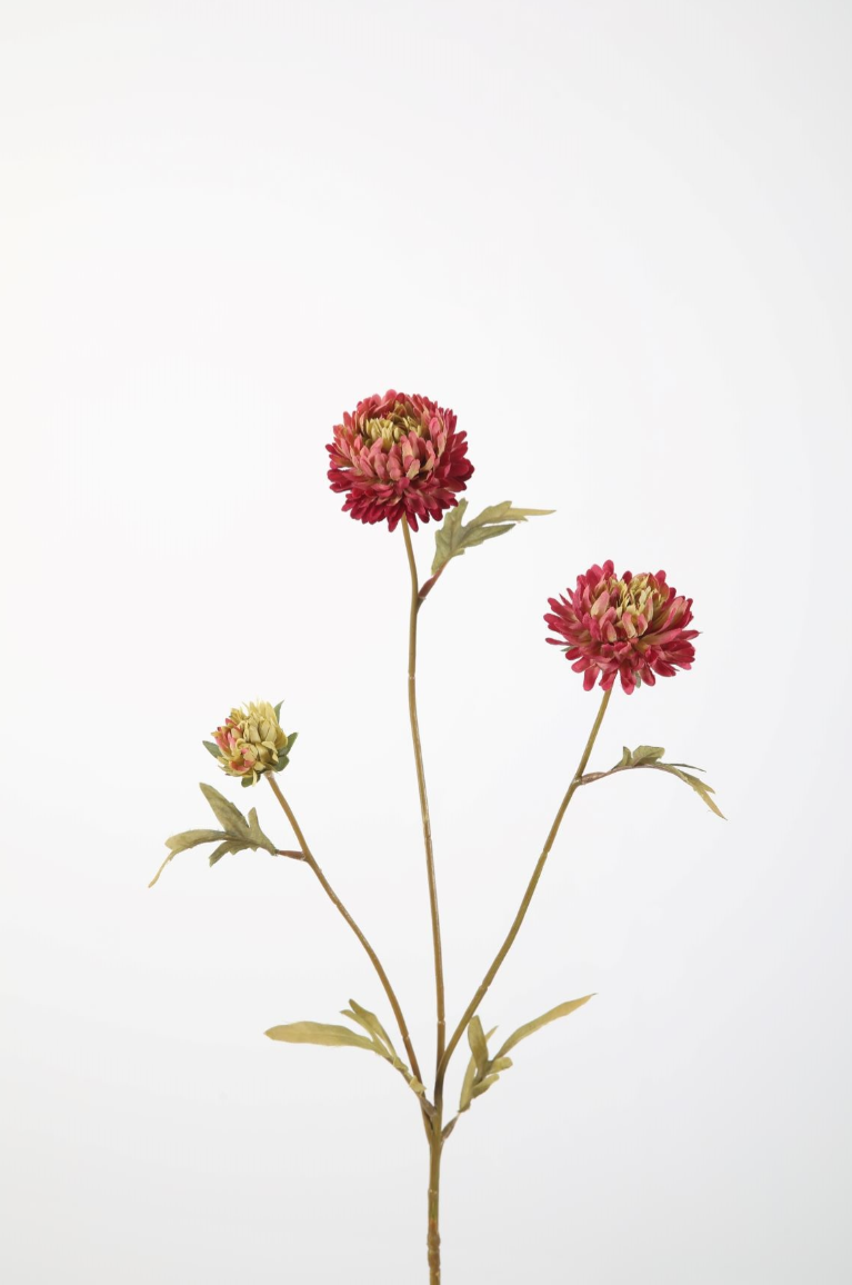 Aster Stem