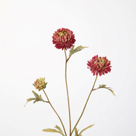 Aster Stem