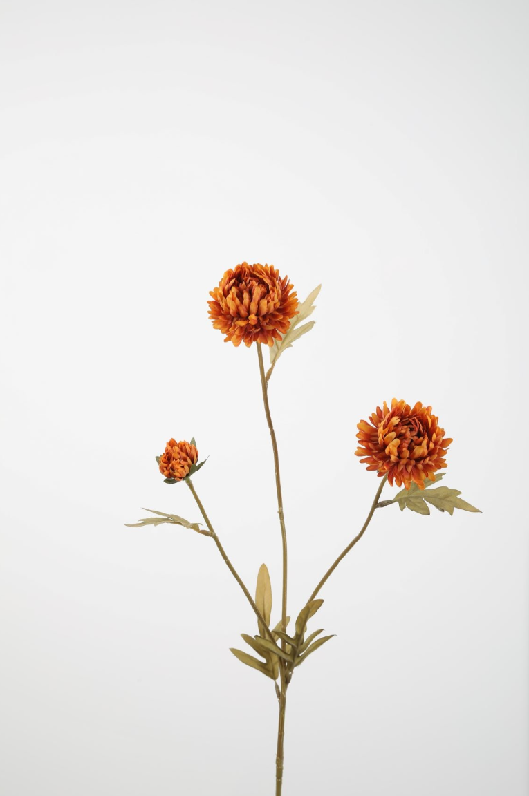 Aster Stem