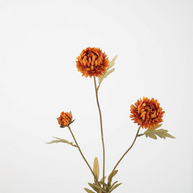 Aster Stem