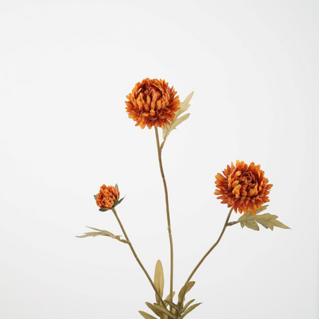 Aster Stem
