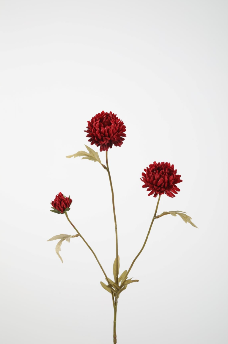 Aster Stem