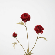 Aster Stem